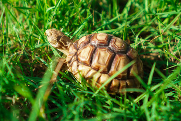 Turtles on the lawn and Suzuka turtles walking on the lawn