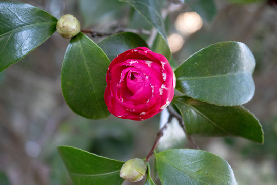 Pink Flower Bud Opening 1