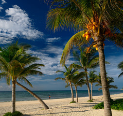 Fototapeta na wymiar Coconut palm trees on the Mayan Riviera beach with a lone jogger