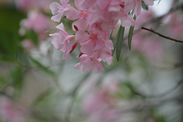 Color Fantasy - Pink