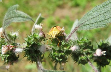 Yellow shield beetle on motherwort plant in the garden