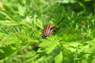 Red graphosoma beetle resting on motherwort leafs in the garden, closeup