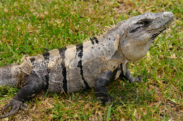 Molting iguana on a lawn of grass in Mexico