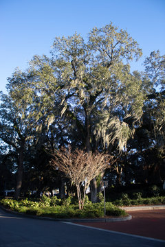 Moss in Tree at Sunset 3