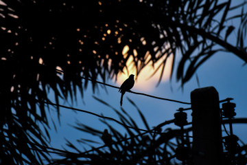 Silhouette bird on electric wire at sunset time.