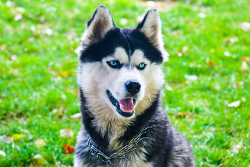unusual husky on a green field in the Turkish province