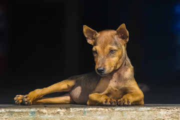 Sad puppy on the doorstep of the Vietnamese  house