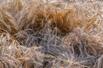 Ripe ears of wheat close-up. Harvest holiday symbol.