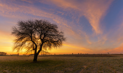 Lonely tree on colorful sky background during sunset