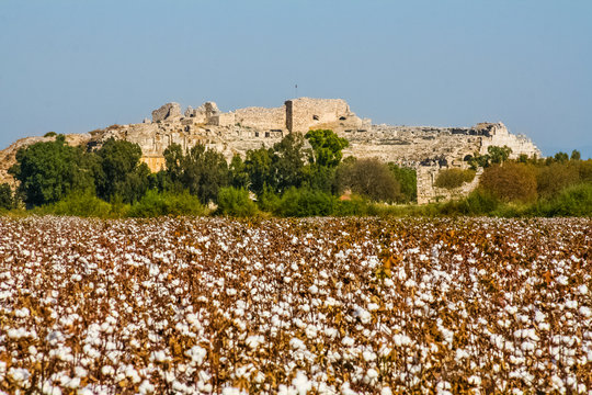 Cotton field on a background of the ruins of the ancient Roman city of Miletus in Turkey