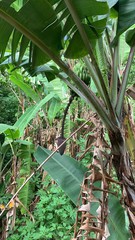Palm tree bananas