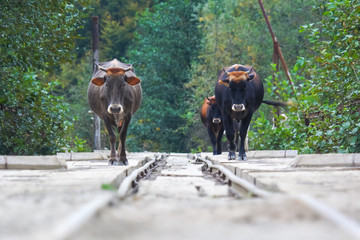 cows go by rail from pasture
