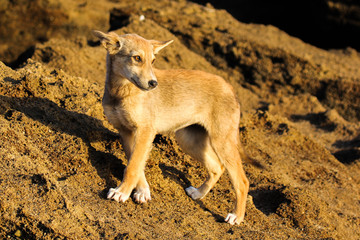 Puppy on the rocks by the ocean in the rays of the setting sun