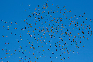 Flock of shadoof on blue sky of the Spanish province