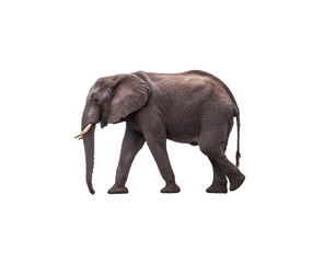 Obraz premium Side view African Elephant walking , isolated.