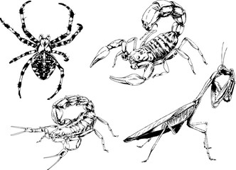 vector drawings sketches different insects bugs Scorpions spiders drawn in ink by hand , objects with no background