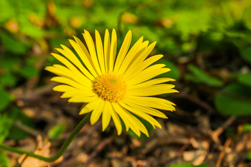Spring yellow flowers in a forest glade