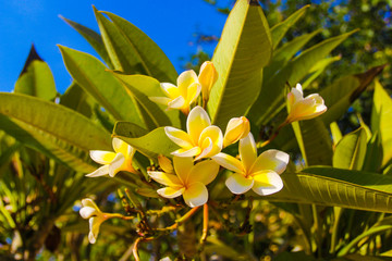 Closeup of Plumeria flowers. Vietnam, tropical plants