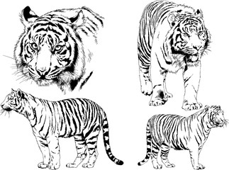 set of vector drawings on the theme of predators tigers are drawn by hand with ink tattoo logos