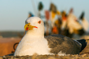 Seagull close-up on a background of fishing nets and buoys in old port of Essaouira