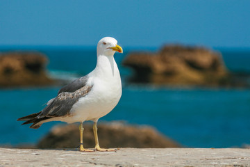 Seagull closeup on the walls of the ancient fortress