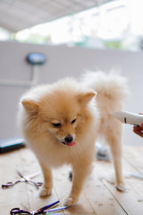 someone grooming or cut a dog hair a pomeranian or small dog breed with a hair clippers and it sticks out its tongue