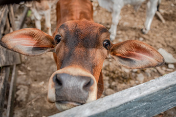 Vacas en el Campo Para Ordeñar