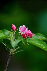 Apple blossom close-up. Spring flowers. Spring background.