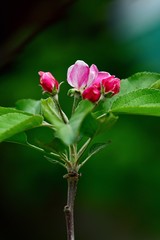 Apple blossom close-up. Spring flowers. Spring background.