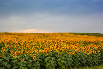 Endless sunflower field on the background of blue sky in the Caucasus