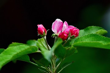 Apple blossom close-up. Spring flowers. Spring background.