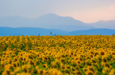 Endless sunflower field on the background of blue sky in the Caucasus