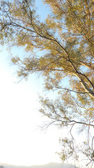 Obraz premium Young eucalyptus tree in early morning sunshine