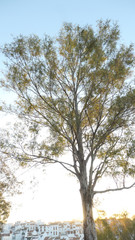 Young eucalyptus tree in early morning sunshine