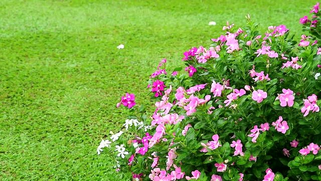 pink white madagasca periwinkle, rose periwinkle and green grass in garden