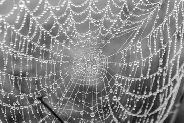 Closeup of spider web with dew in a misty autumn forest