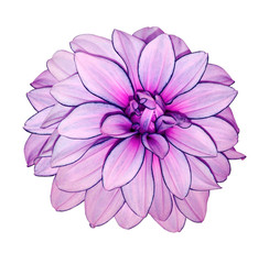 purple and pink flowerdahlia  on white isolated background with clipping path.  no shadows. Closeup.  Nature.