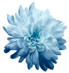 Chrysanthemum  light blue. Flower on  isolated  white background with clipping path without shadows. Close-up. For design. Nature.
