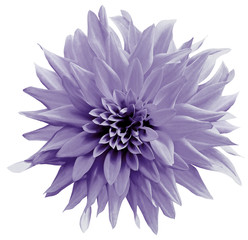 Flower rose , black isolated background with clipping path. Closeup.