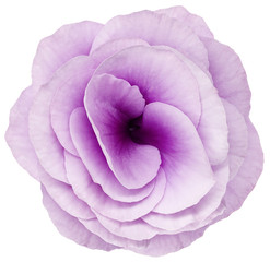 rose flower purple. Flower isolated on a white background. No shadows with clipping path. Close-up. Nature.