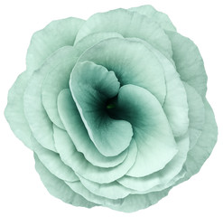 Obraz premium rose flower turquoise. Flower isolated on a white background. No shadows with clipping path. Close-up. Nature.