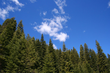 Trees in Yosemite (CA 00001)