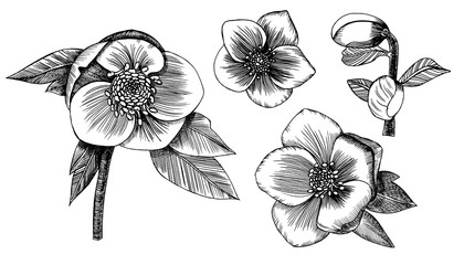 Set of spring flowers. The hellebore flowers. Spring set. Hand drawn - obrazy, fototapety, plakaty