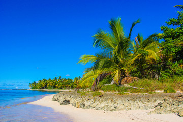Paradise beach with palm trees in Dominican Republic