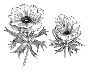 Set of spring flowers. Anemone flowers. Spring set. Hand drawn