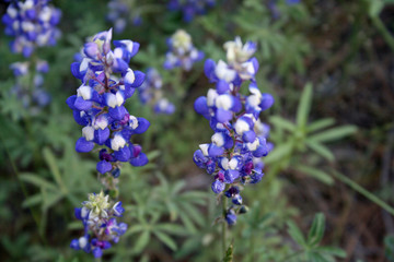 Alpine Lupine (CA 00120)