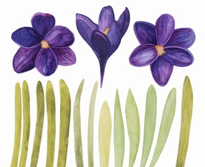 Set of watercolor crocuses. The first flowers. Spring set. Watercolor. Hand drawn