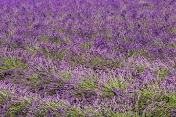 Fototapeta premium field of lavender