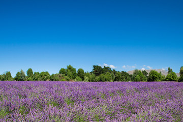 Lavender flower field landscape with blue sky background