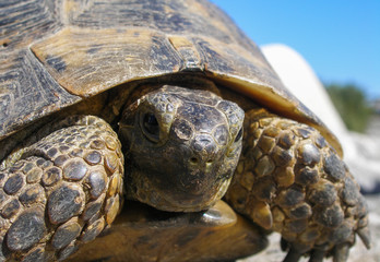 Portrait of a turtle on the ruins of the ancient Roman city